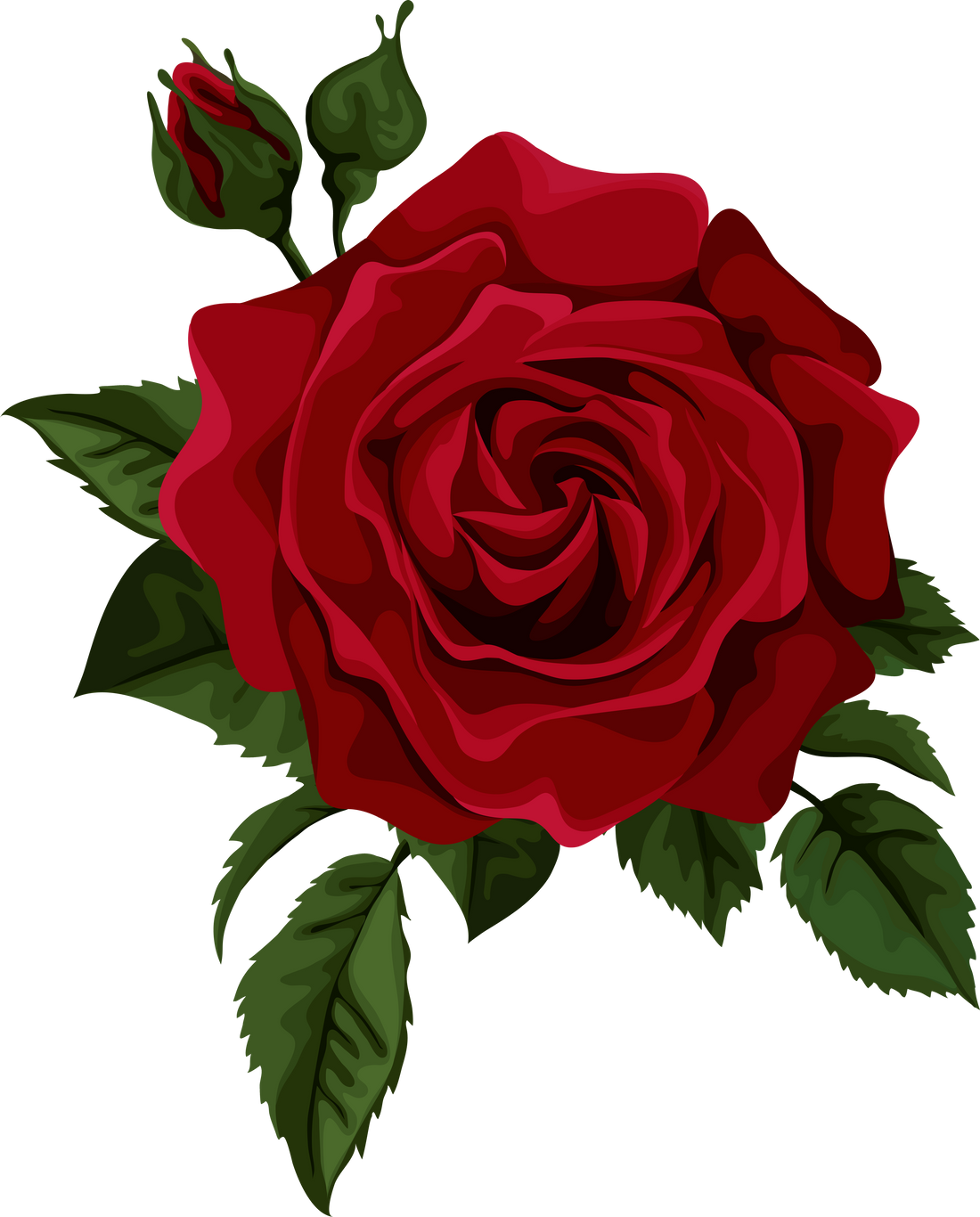 Illustration of a Rose